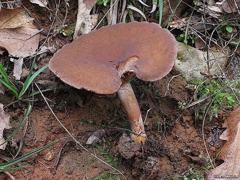 Lactarius da determinare